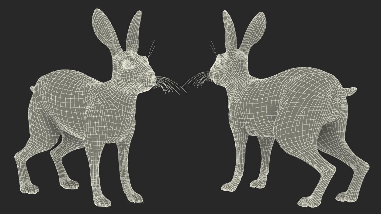 3D Winter Lepus Europaeus White model