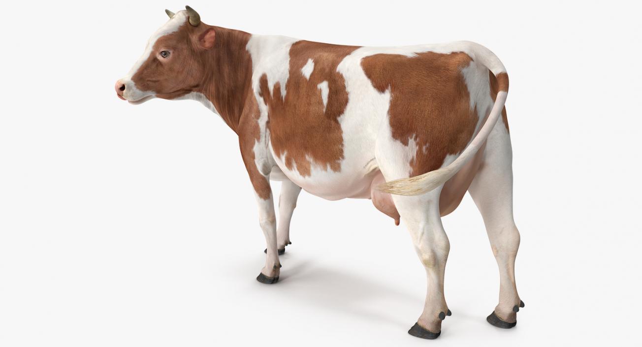 Red and White Cow 3D