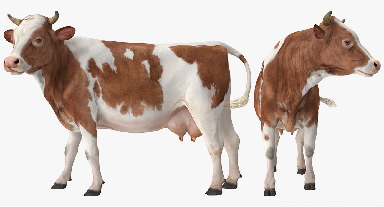 Red and White Cow 3D