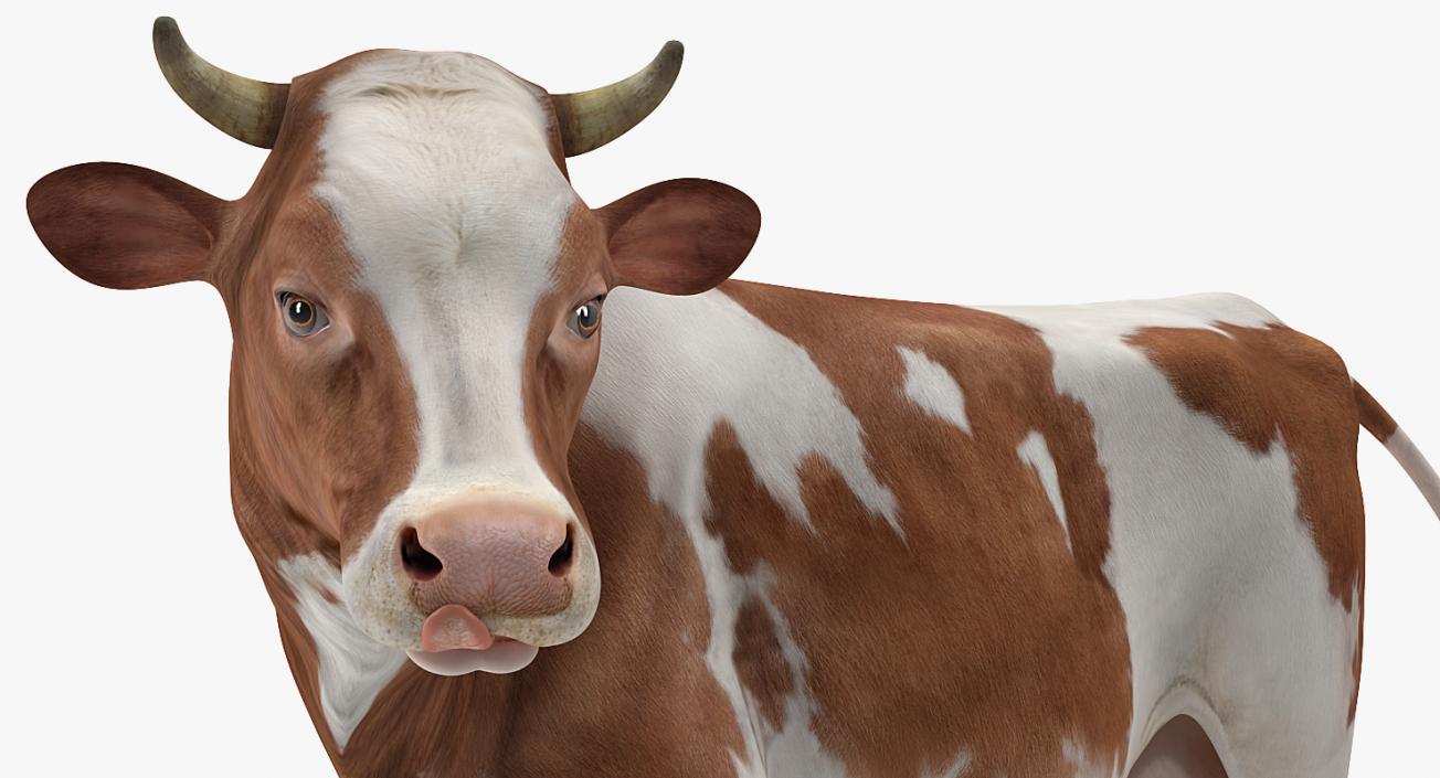 Red and White Cow 3D