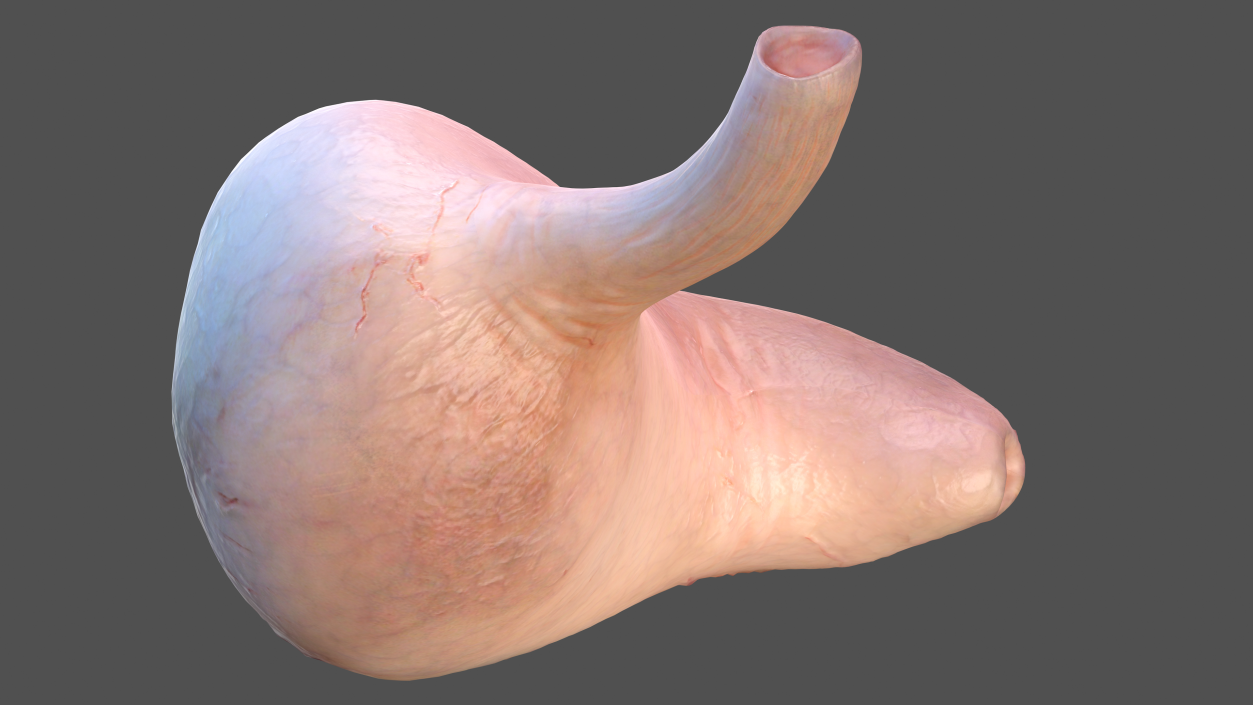 3D Human Stomach model