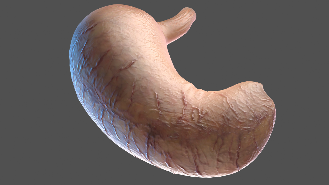 3D Human Stomach model