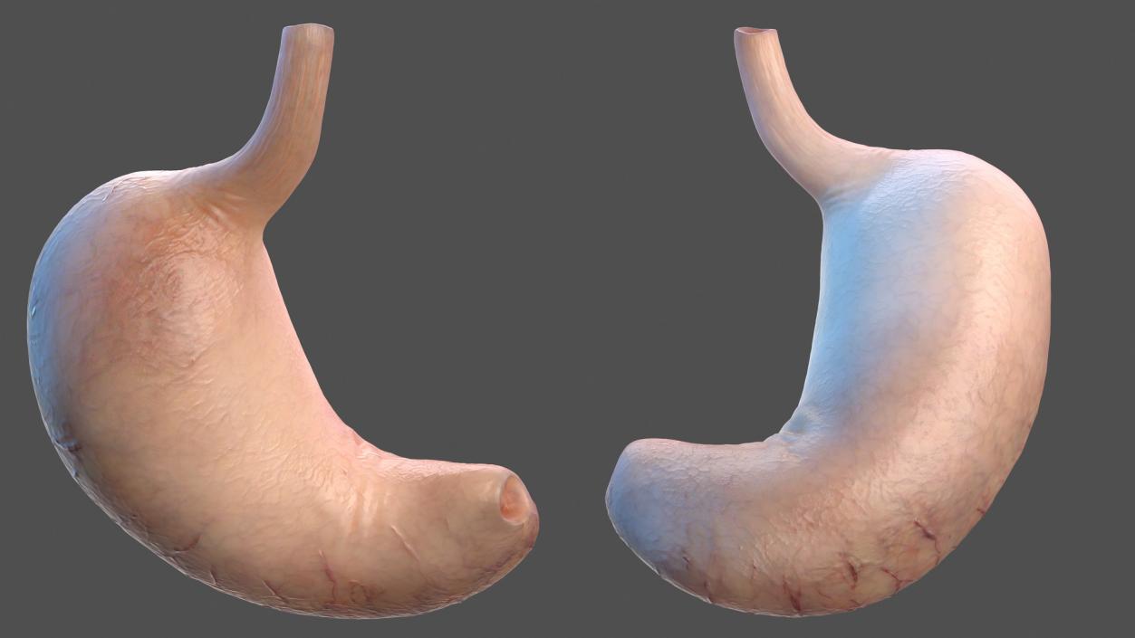 3D Human Stomach model