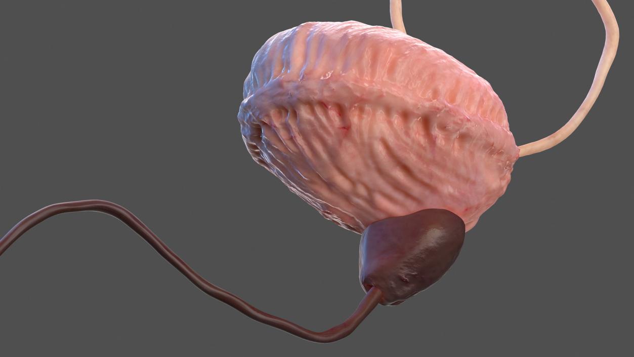 Male Urinary System 3D model