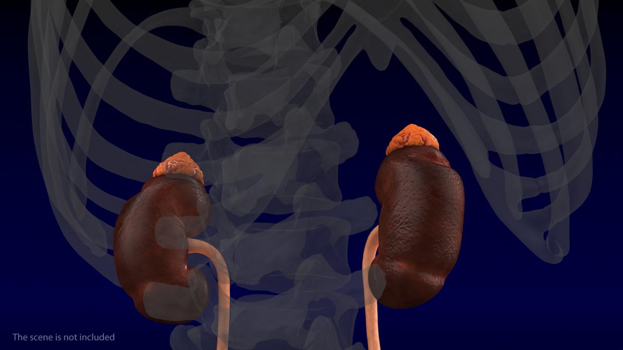 Male Urinary System 3D model