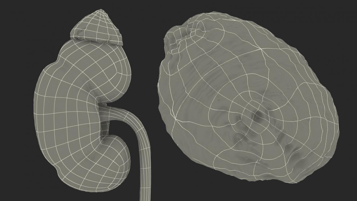 Male Urinary System 3D model