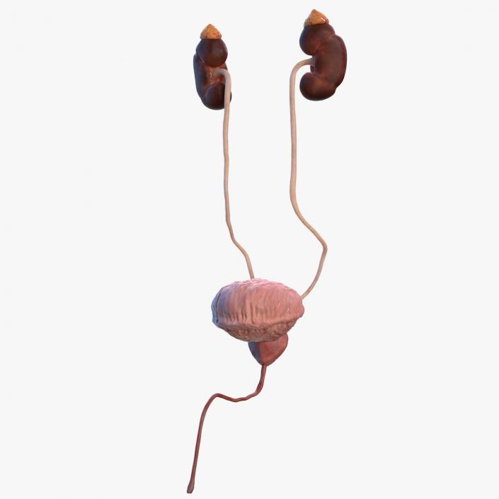 Male Urinary System 3D model