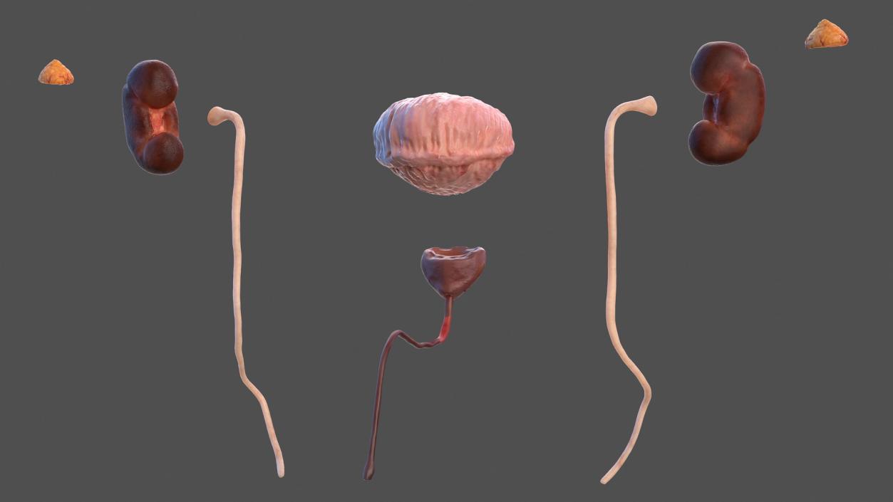 Male Urinary System 3D model