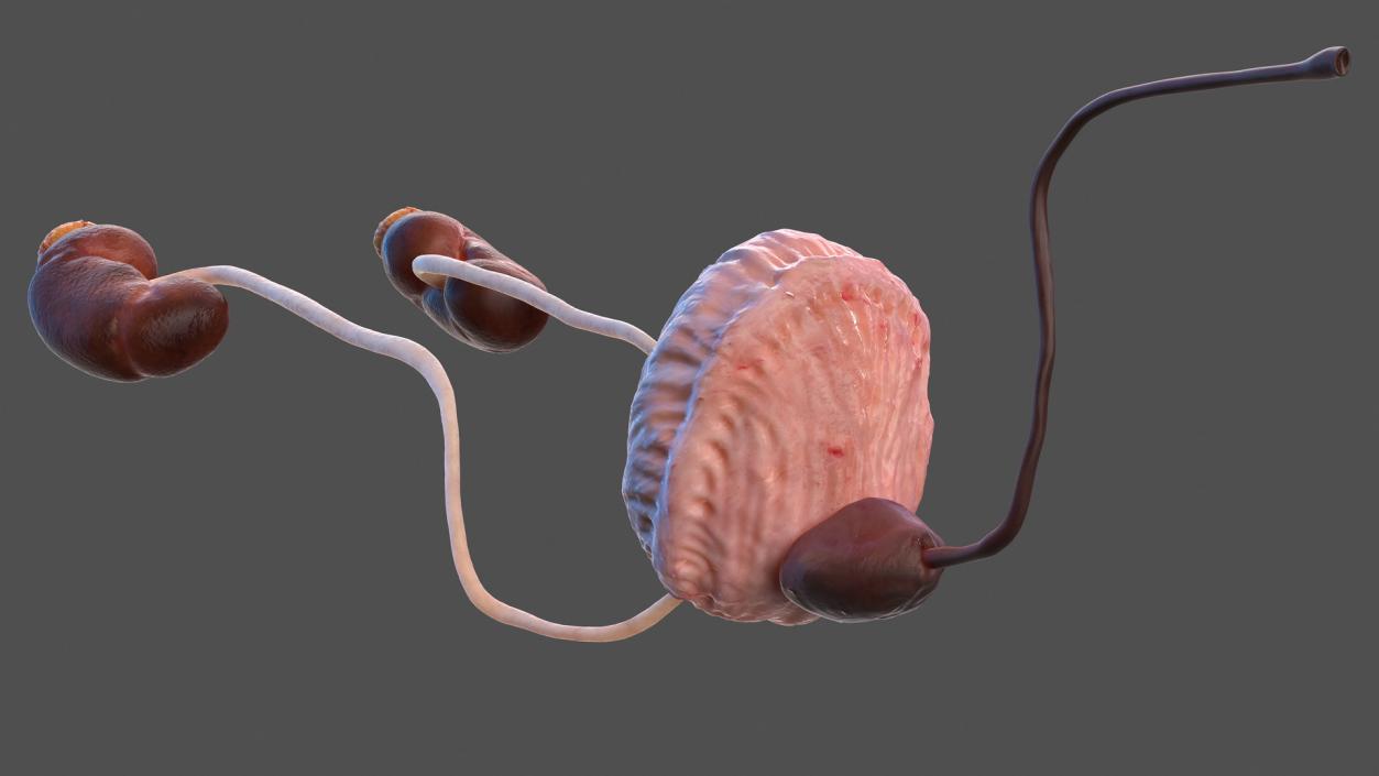 Male Urinary System 3D model