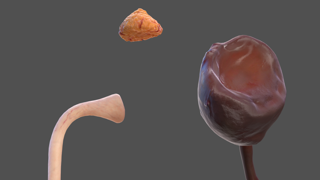 Male Urinary System 3D model