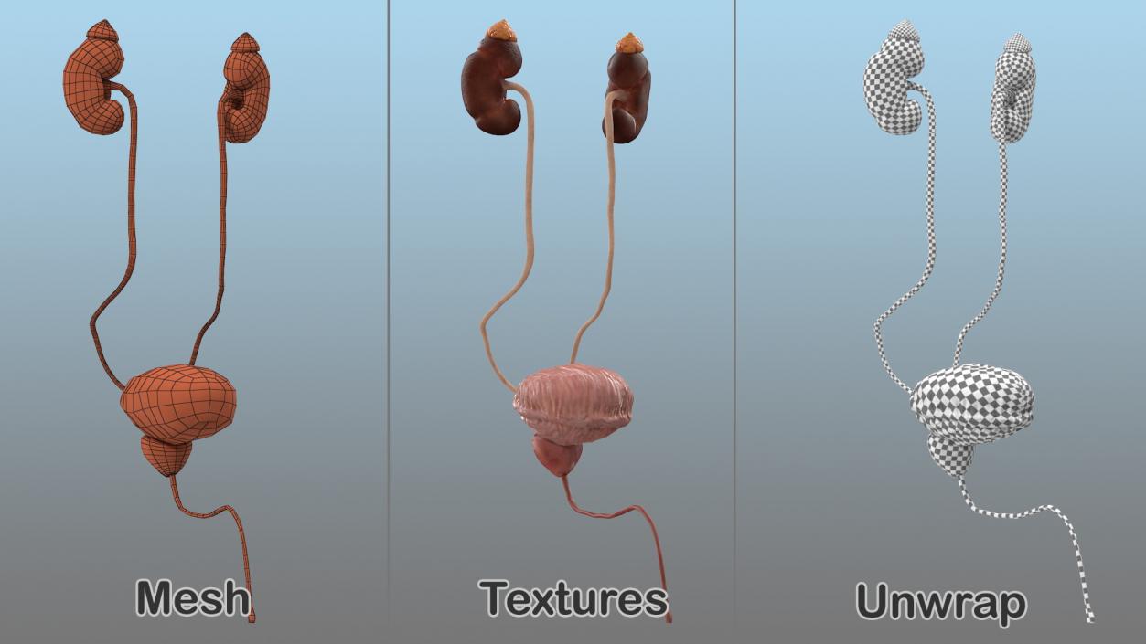 Male Urinary System 3D model