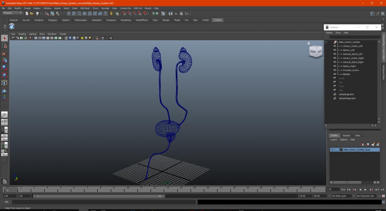 Male Urinary System 3D model