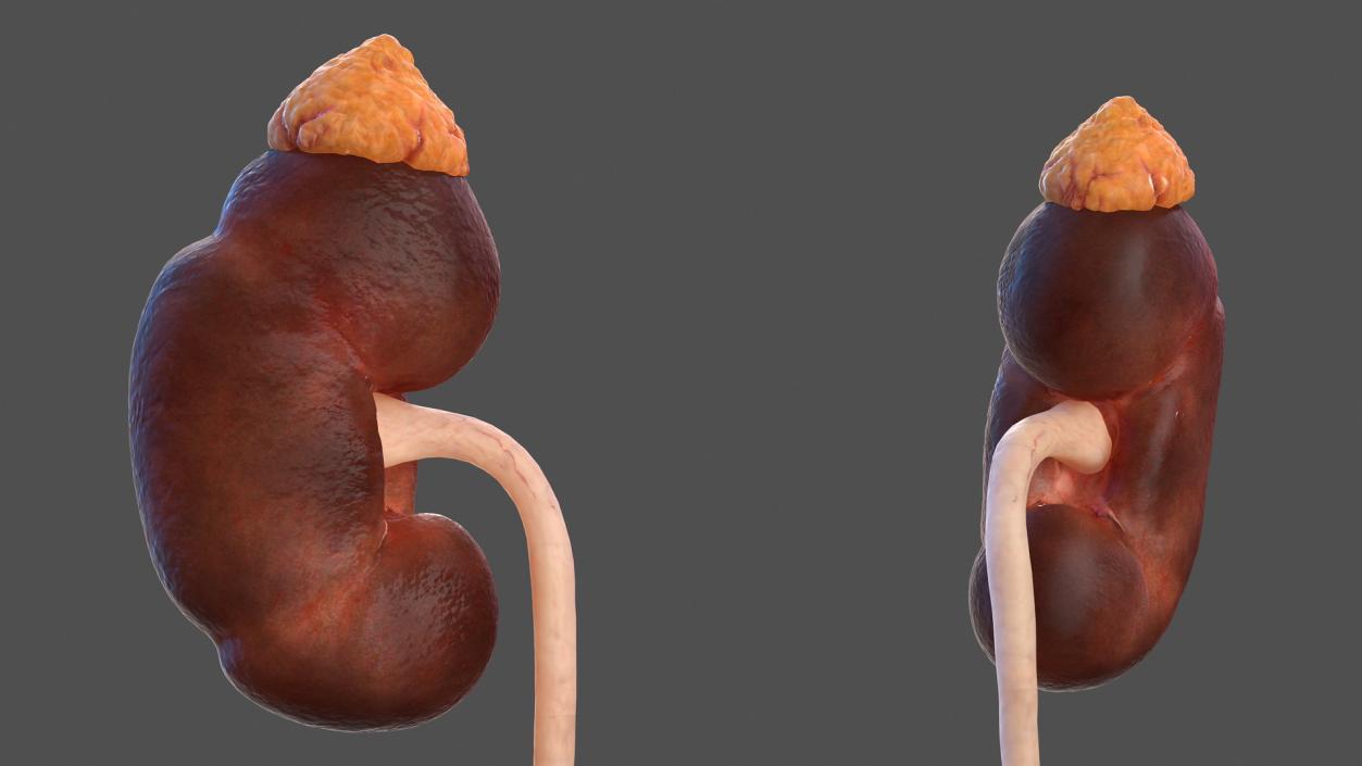 Male Urinary System 3D model