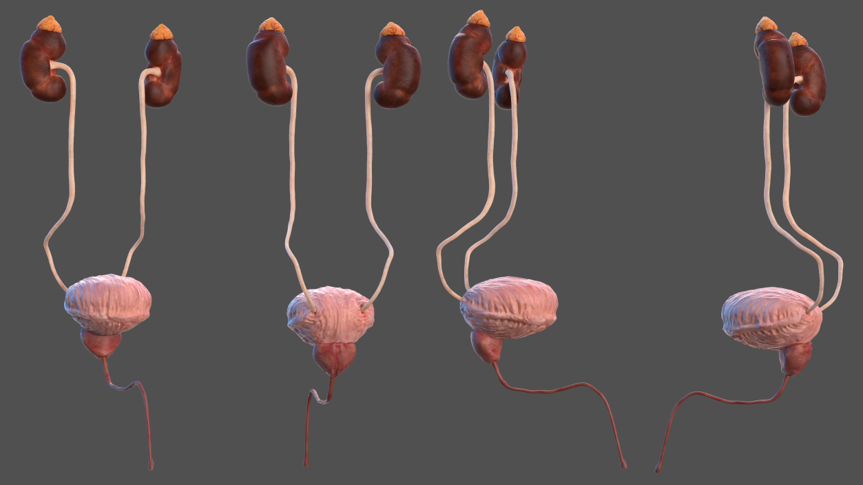 Male Urinary System 3D model