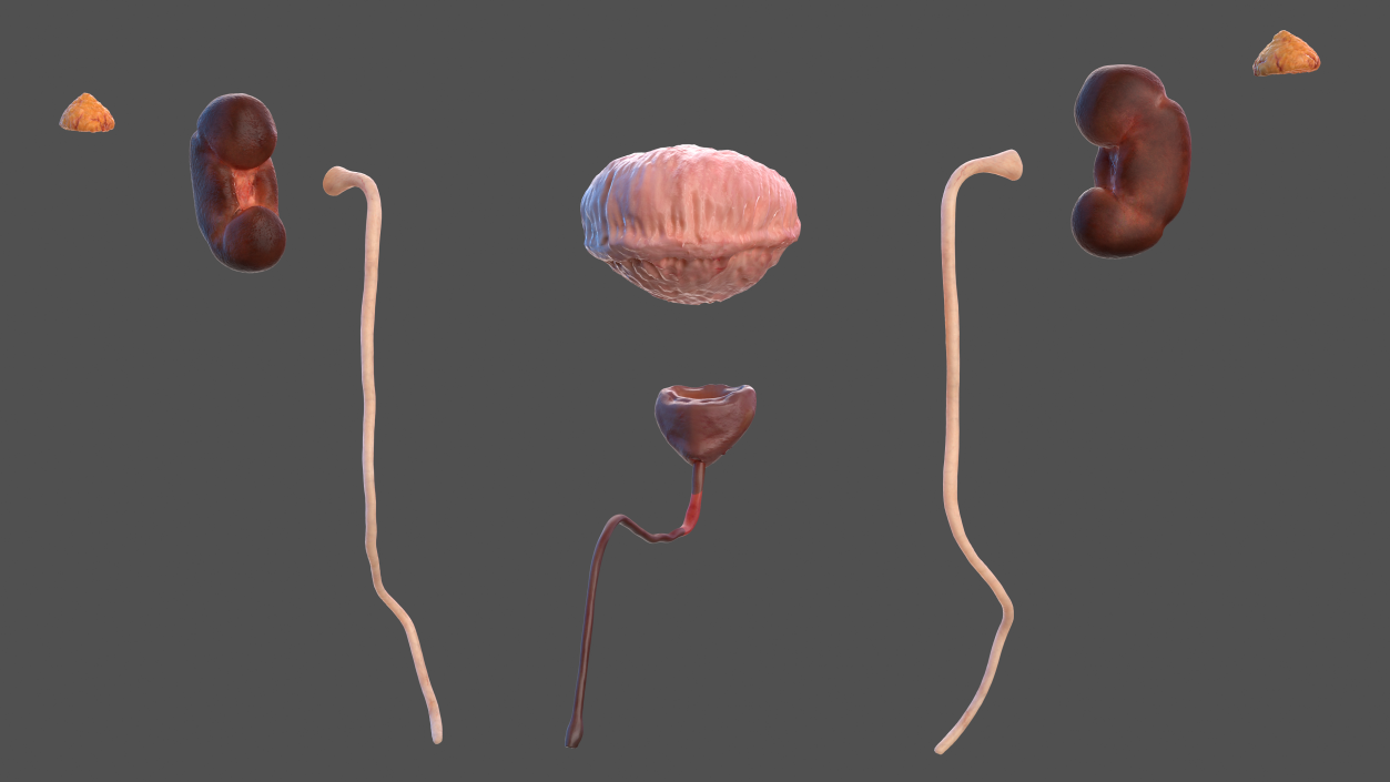 Male Urinary System 3D model