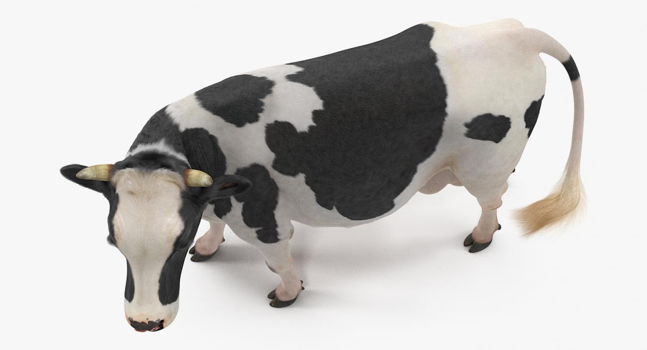 3D Rigged Bull and Cows Collection