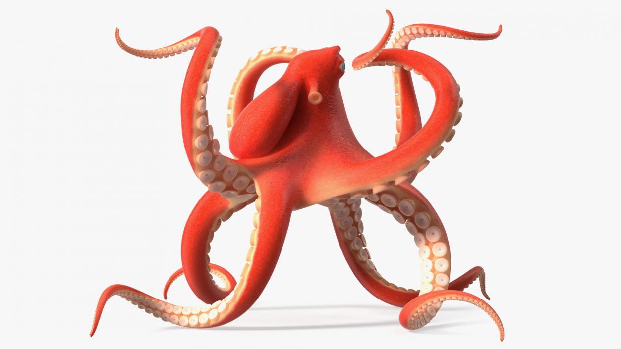 Cartoon Octopus Floating Pose 3D model