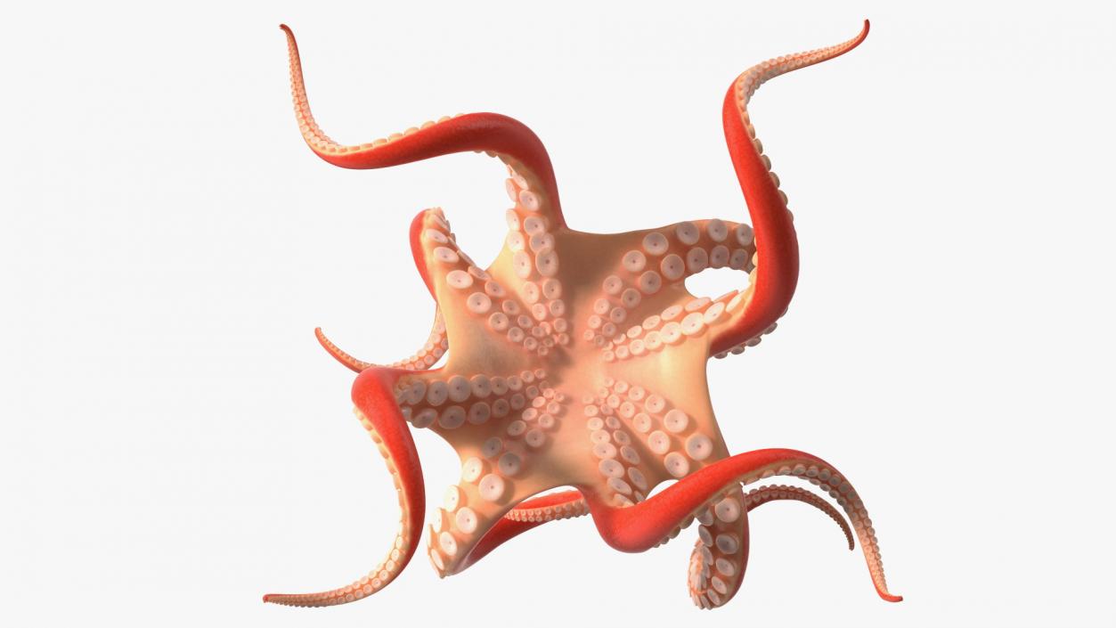 Cartoon Octopus Floating Pose 3D model