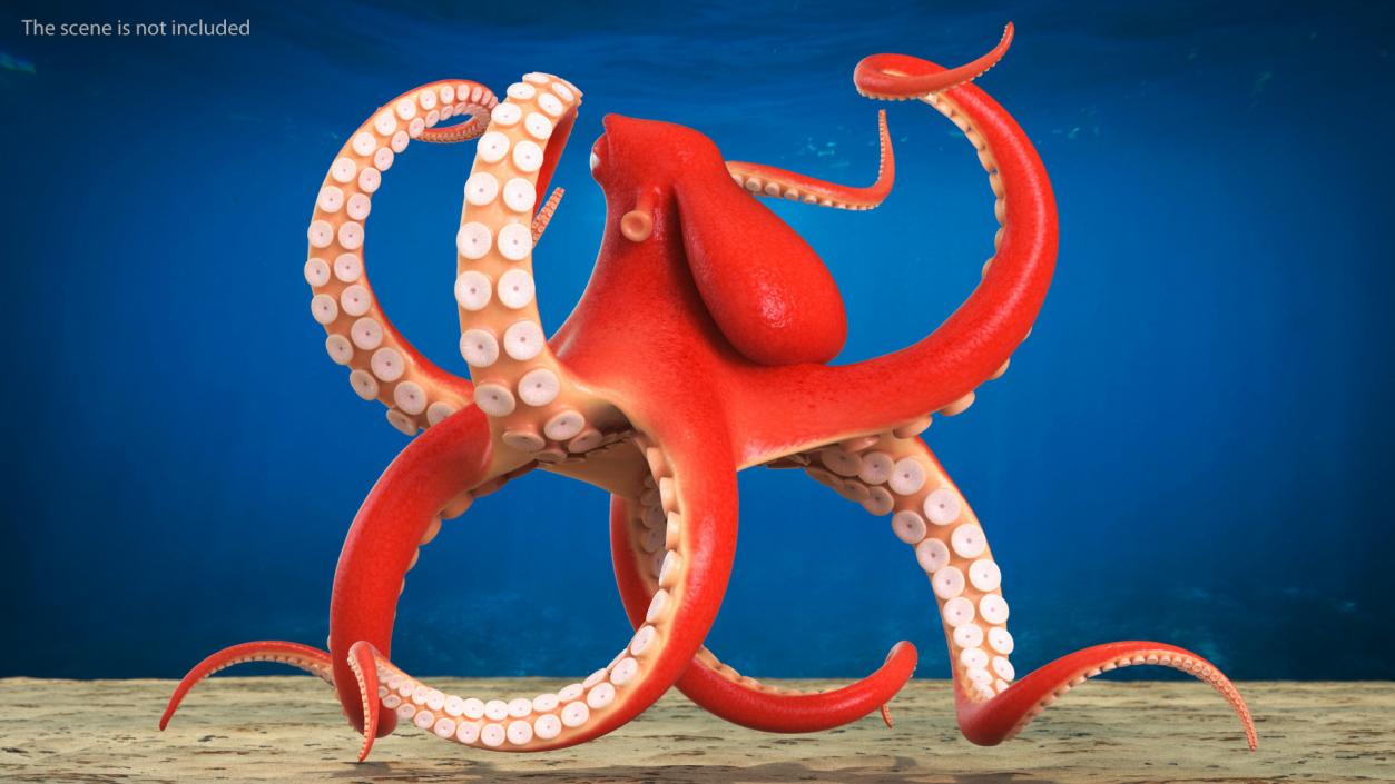 Cartoon Octopus Floating Pose 3D model