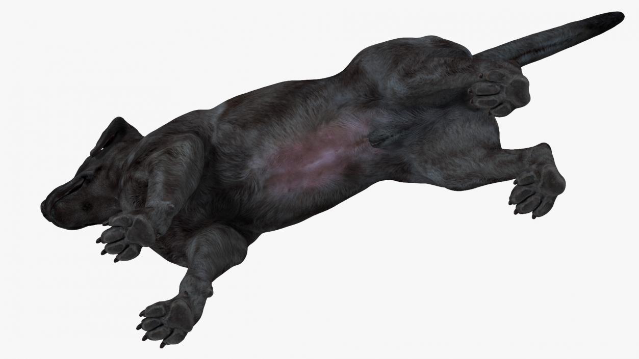 3D model Labrador Dog Black Rigged