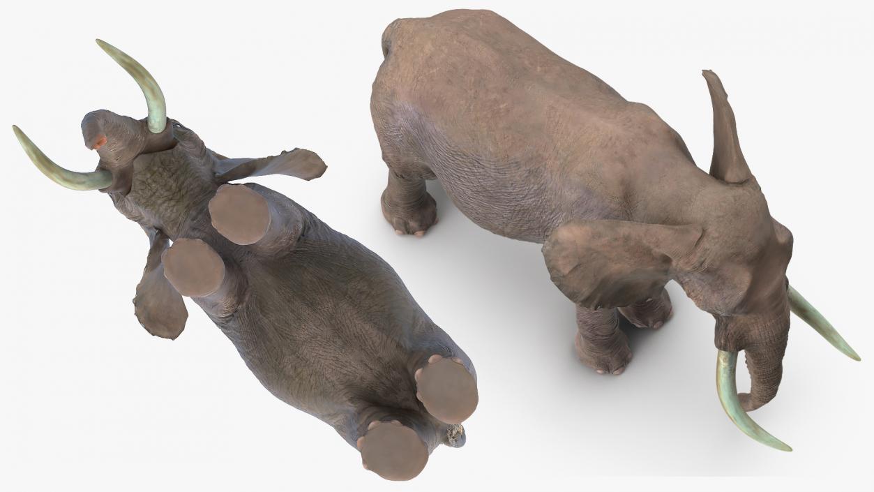 3D model Animated Elephant Eating Fur Rigged