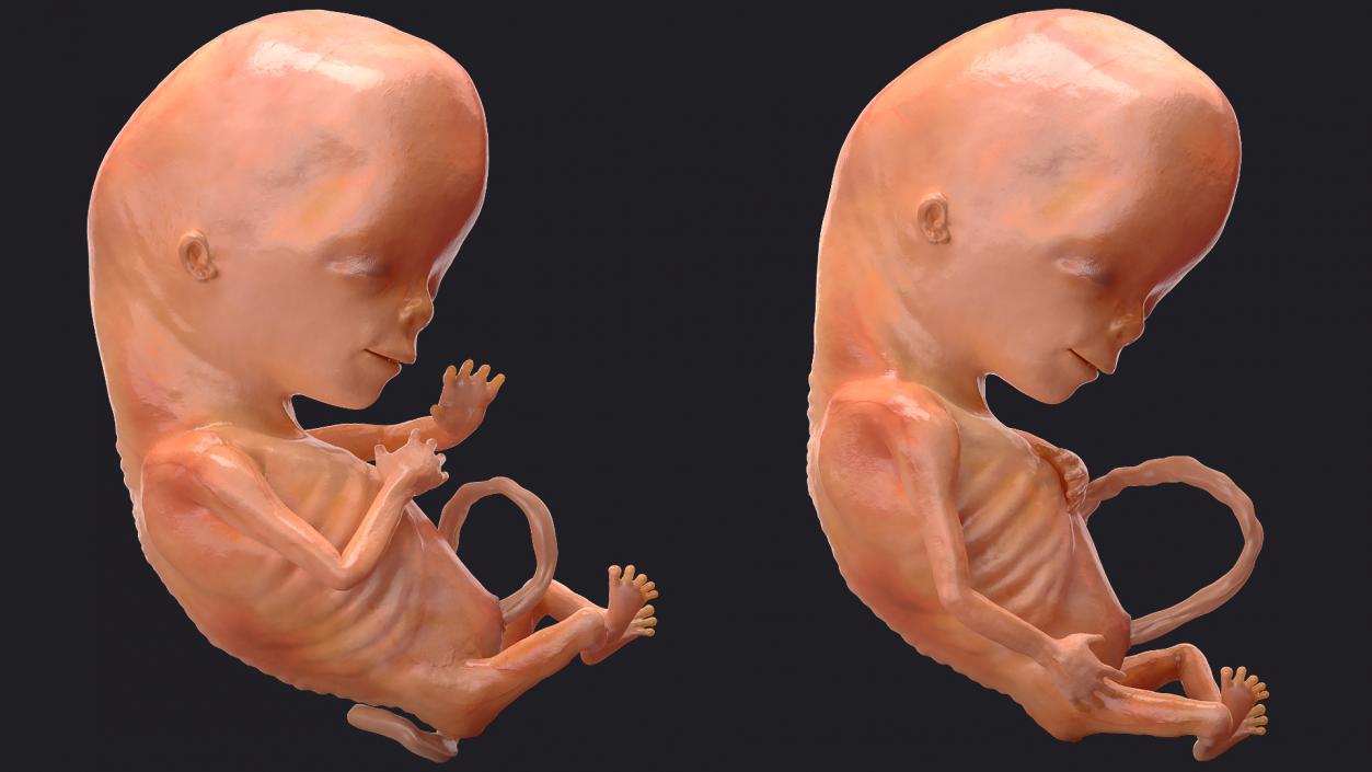 Human Fetus 12 Weeks Rigged 3D