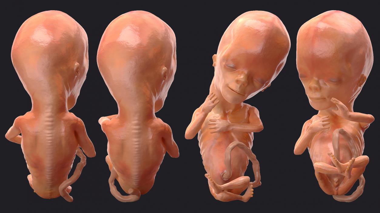 Human Fetus 12 Weeks Rigged 3D