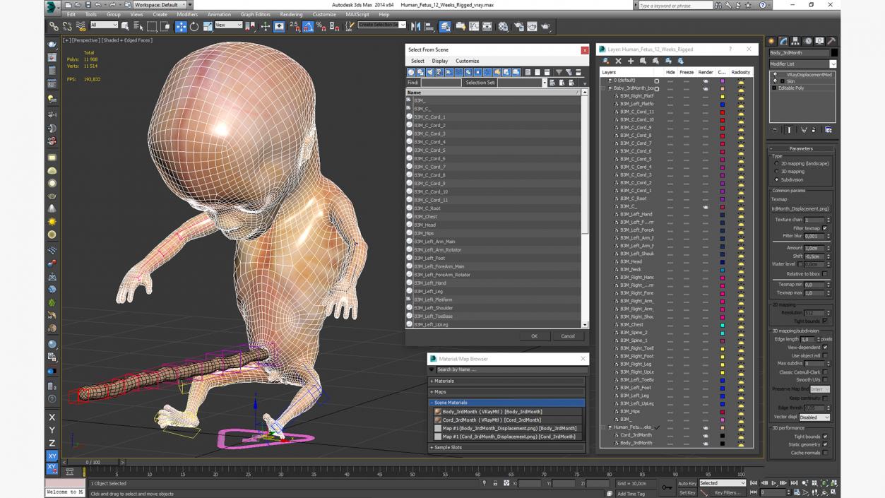 Human Fetus 12 Weeks Rigged 3D