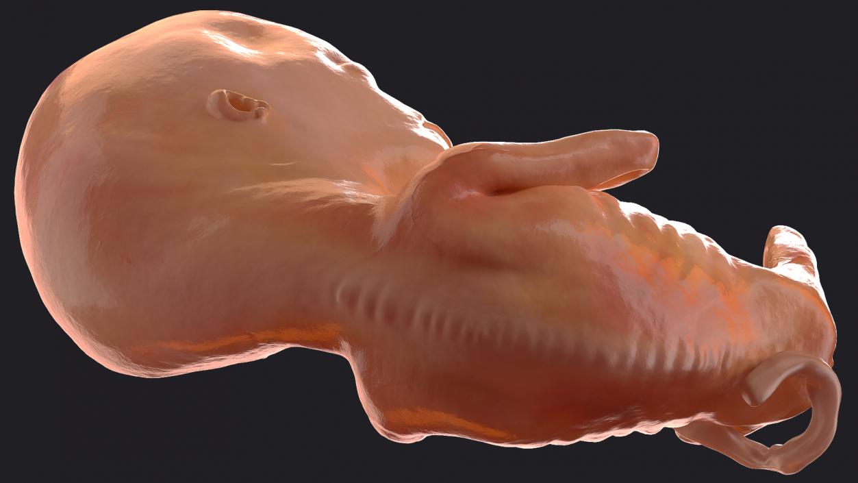 Human Fetus 12 Weeks Rigged 3D