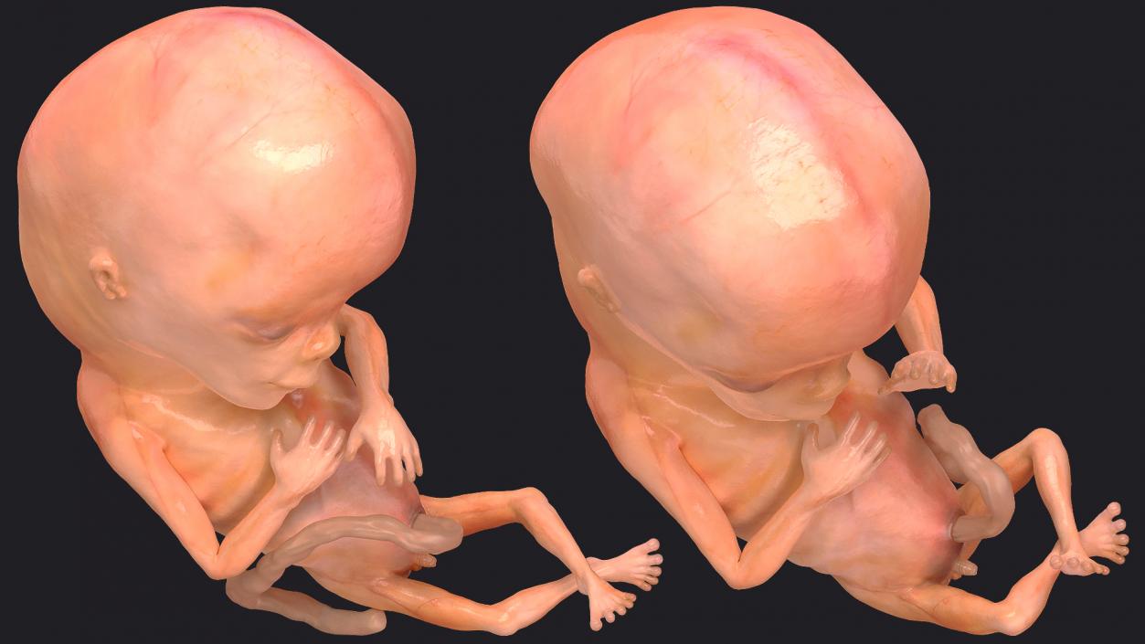 Human Fetus 12 Weeks Rigged 3D