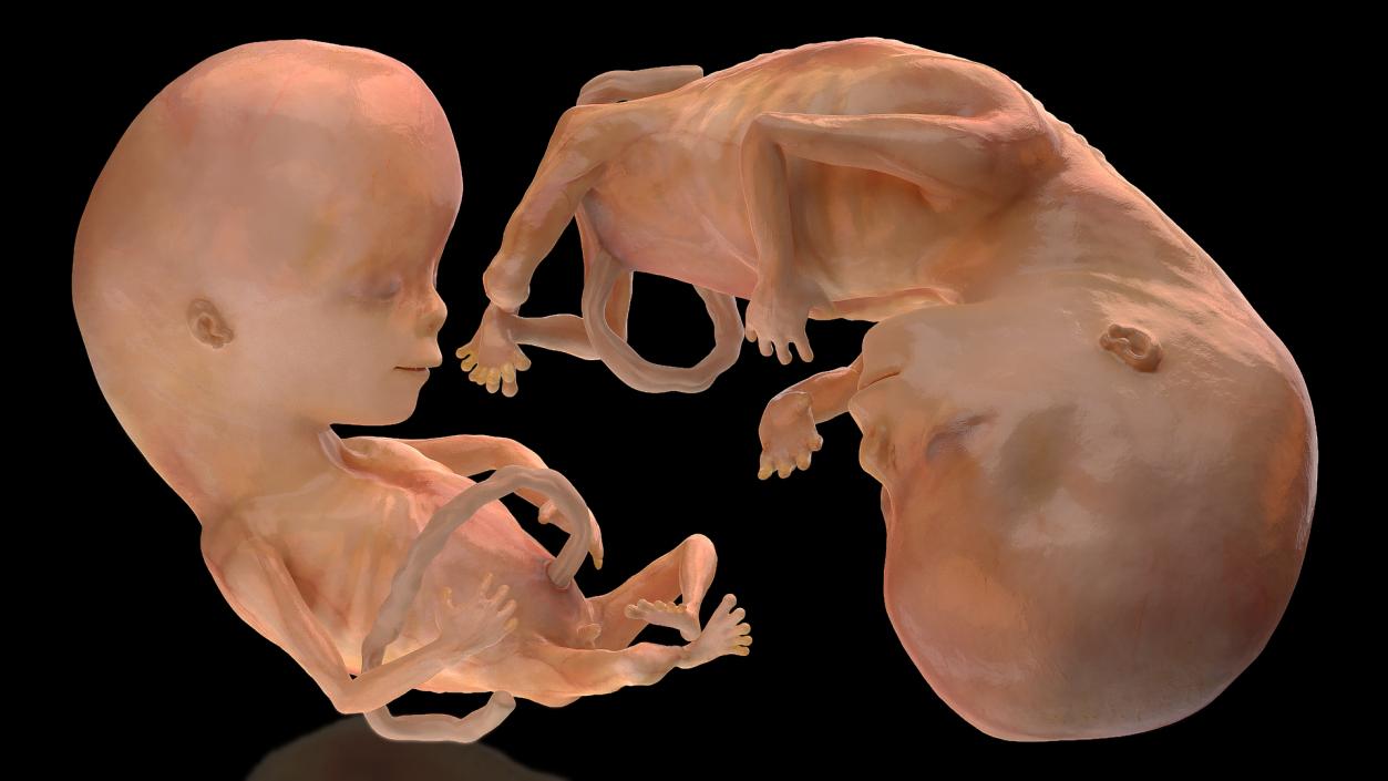 Human Fetus 12 Weeks Rigged 3D