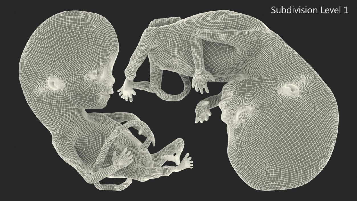 Human Fetus 12 Weeks Rigged 3D