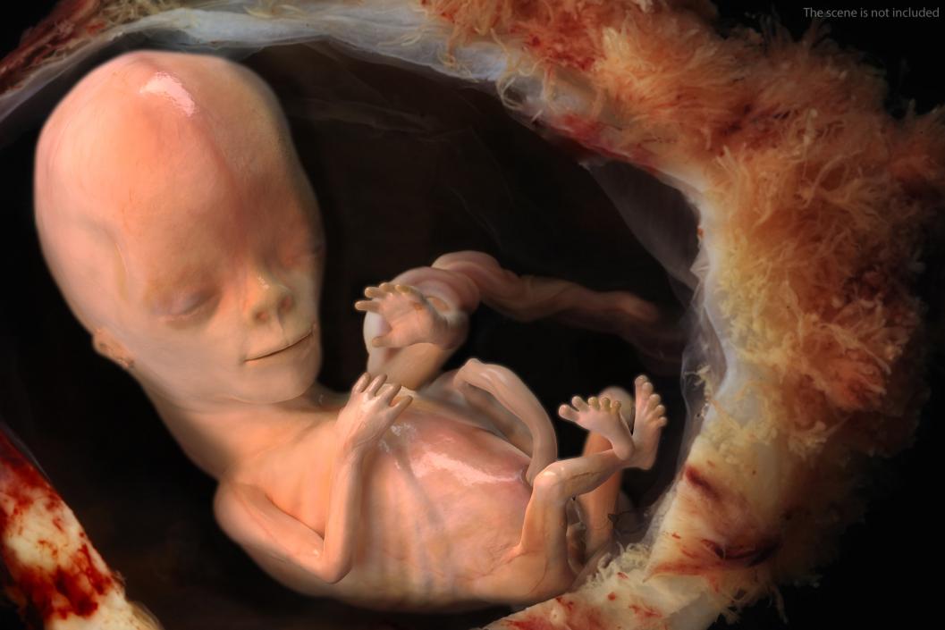 Human Fetus 12 Weeks Rigged 3D