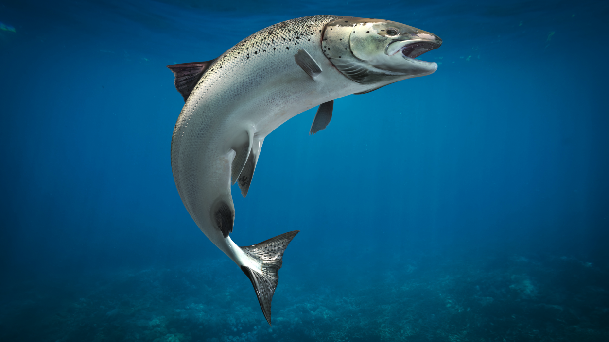 3D model Atlantic Salmon Jump Pose