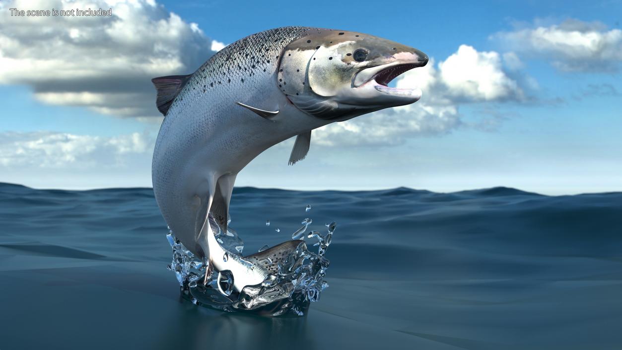 3D model Atlantic Salmon Jump Pose