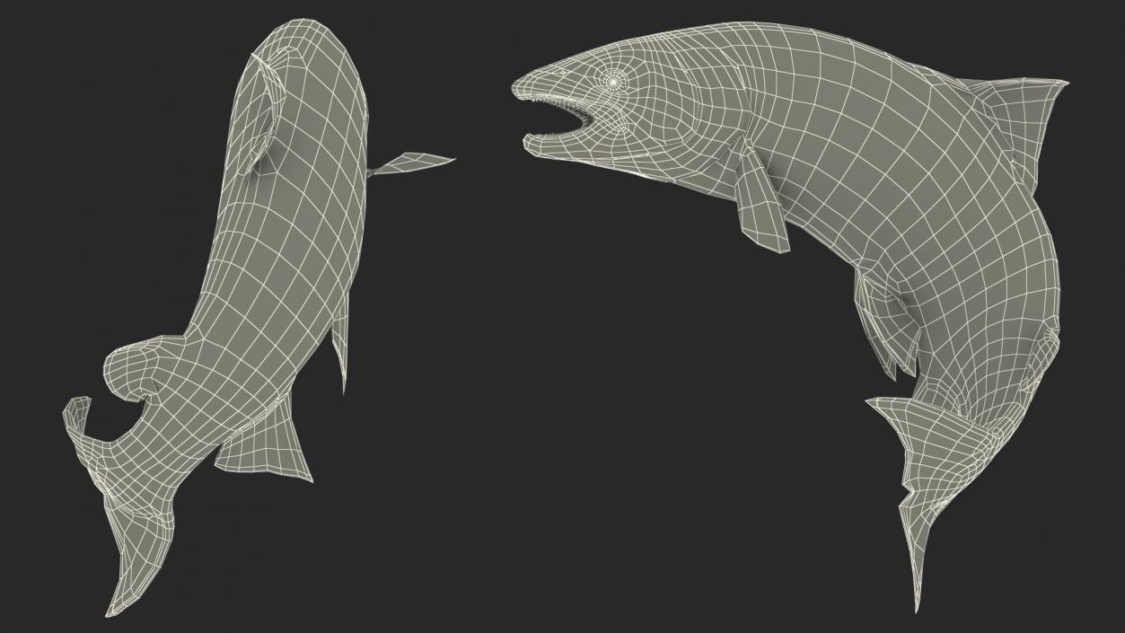 3D model Atlantic Salmon Jump Pose