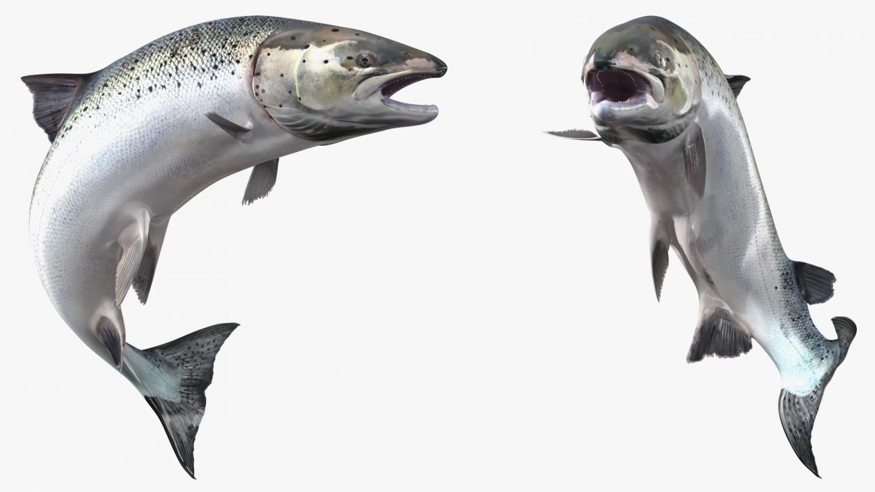 3D model Atlantic Salmon Jump Pose