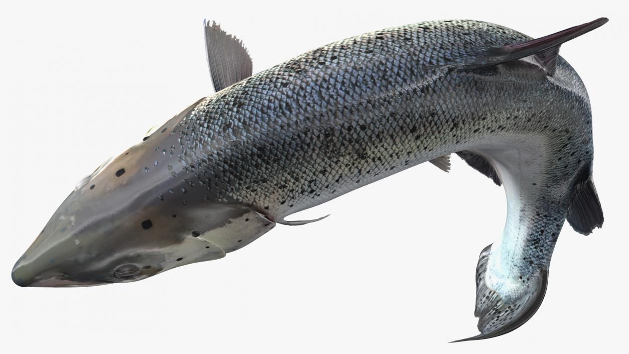 3D model Atlantic Salmon Jump Pose