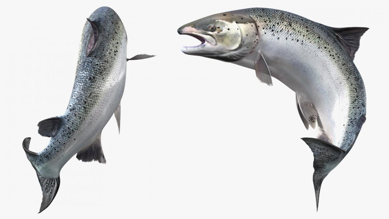 3D model Atlantic Salmon Jump Pose