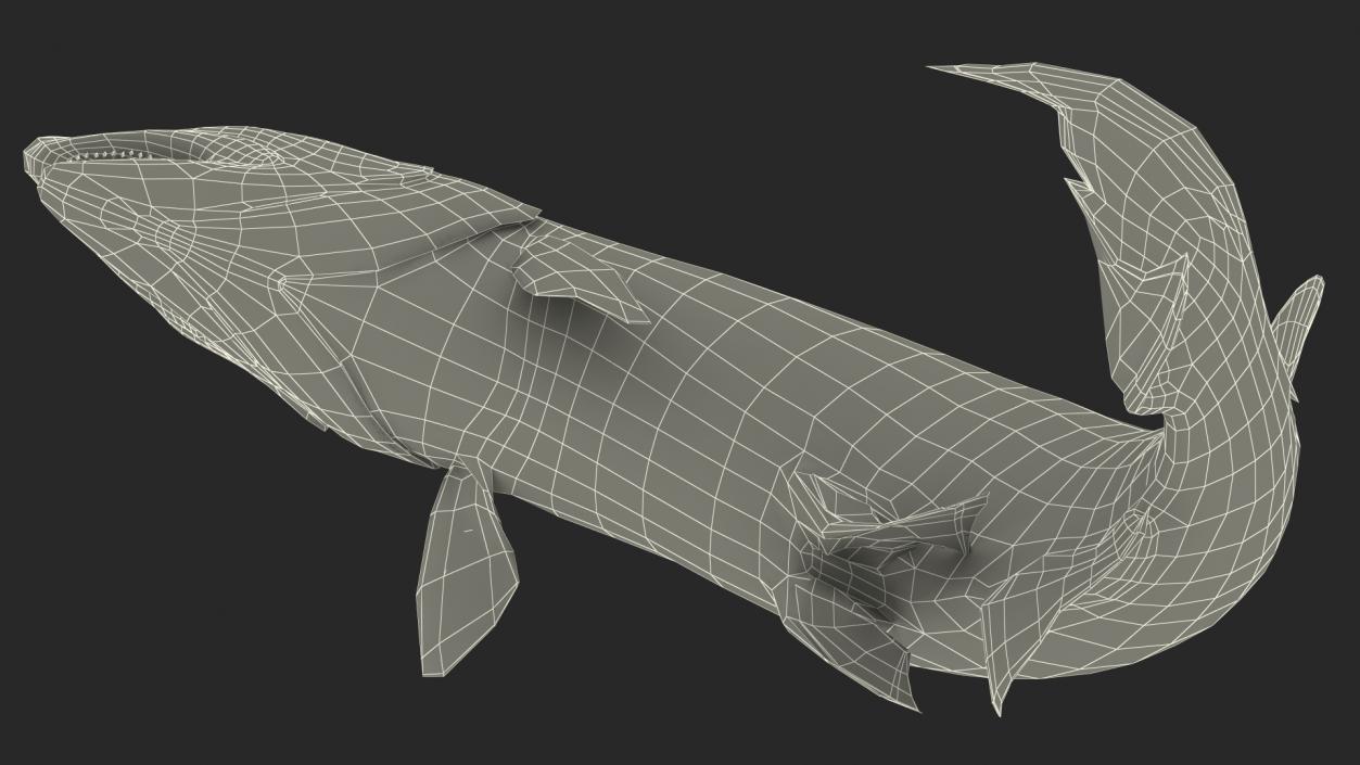 3D model Atlantic Salmon Jump Pose