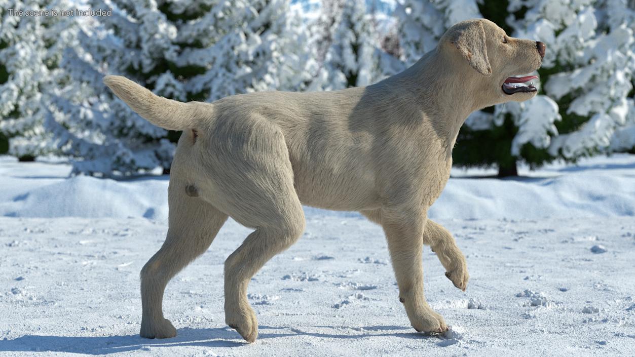 Labrador Dog White Rigged Fur 3D model