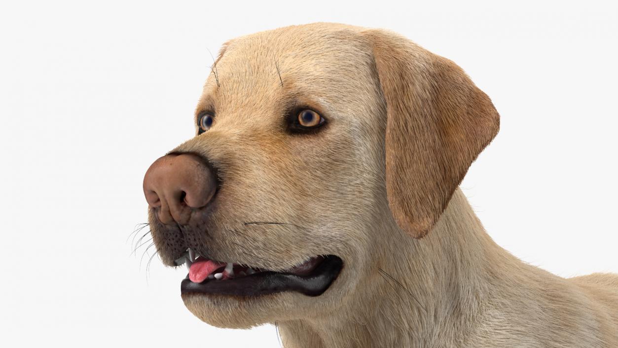 Labrador Dog White Rigged Fur 3D model