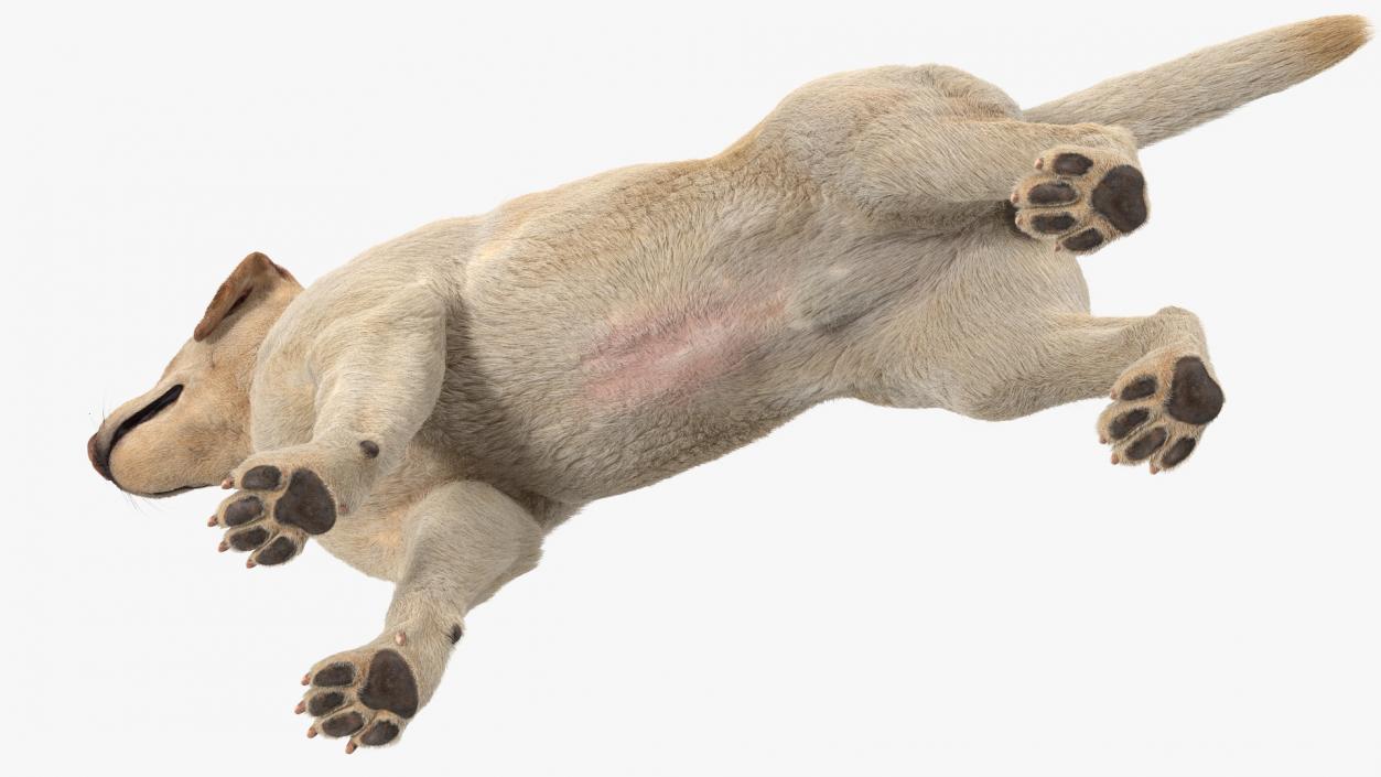 Labrador Dog White Rigged Fur 3D model