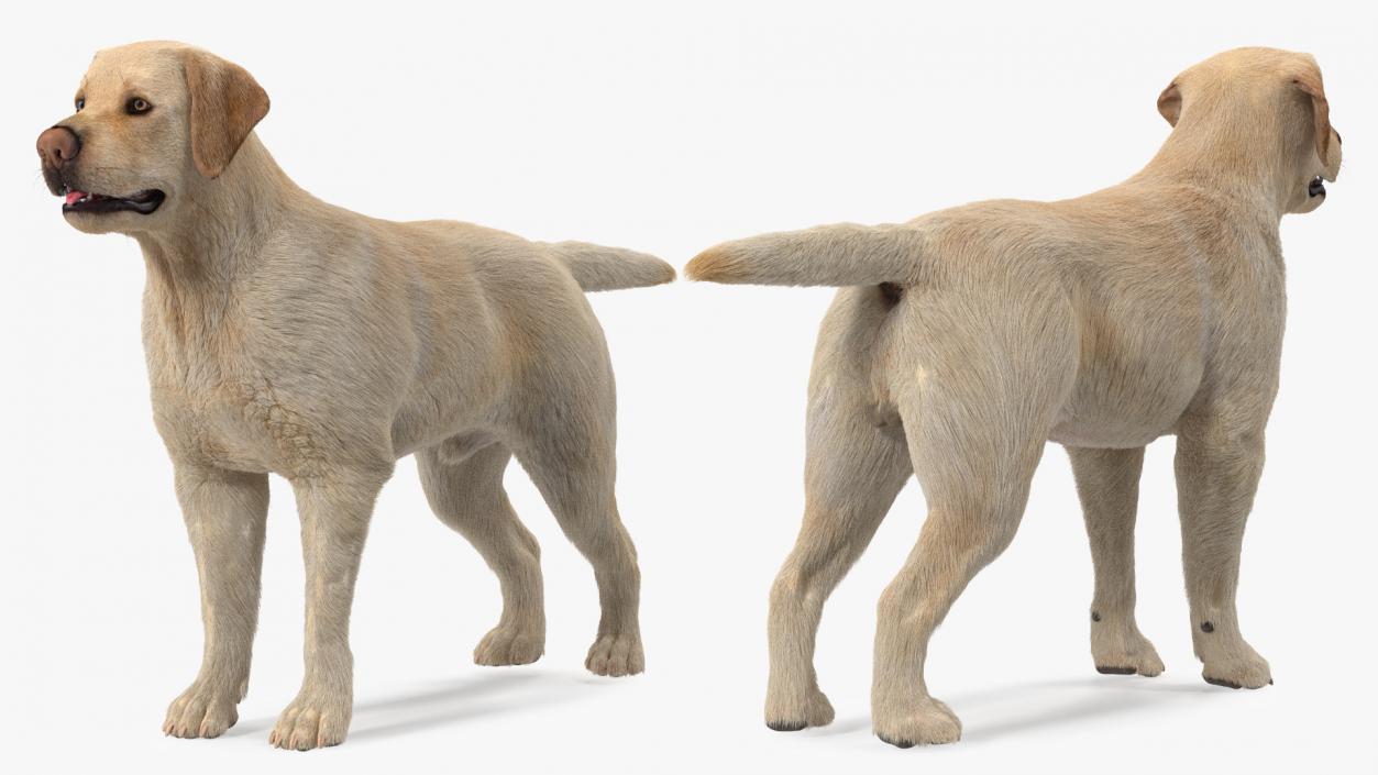 Labrador Dog White Rigged Fur 3D model