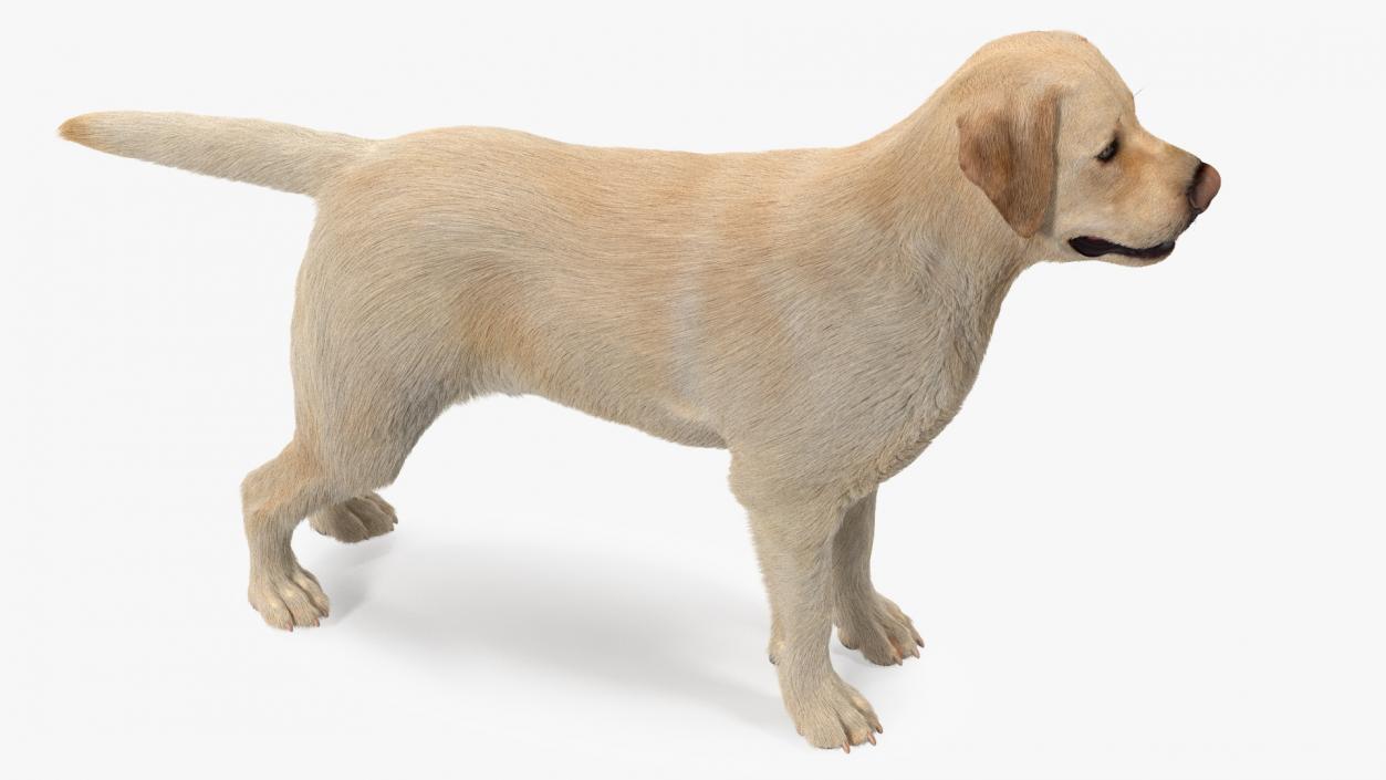 Labrador Dog White Rigged Fur 3D model