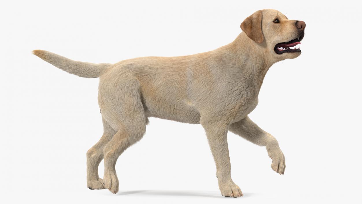 Labrador Dog White Rigged Fur 3D model