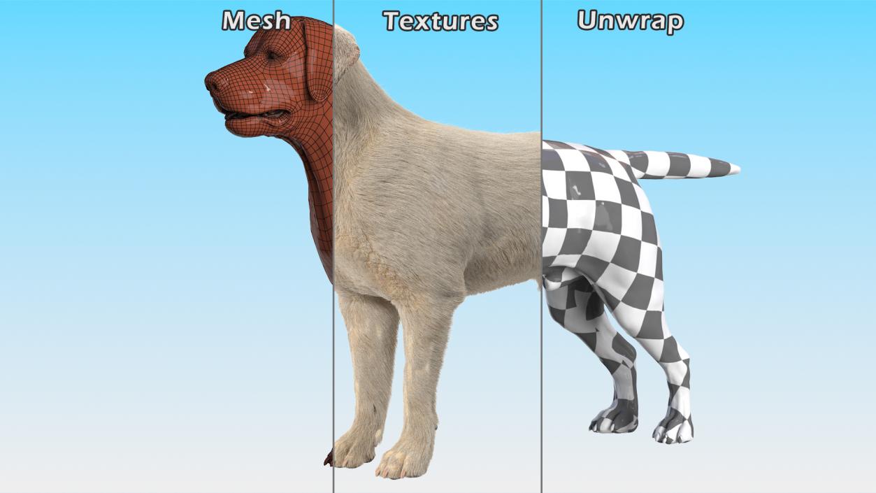 Labrador Dog White Rigged Fur 3D model