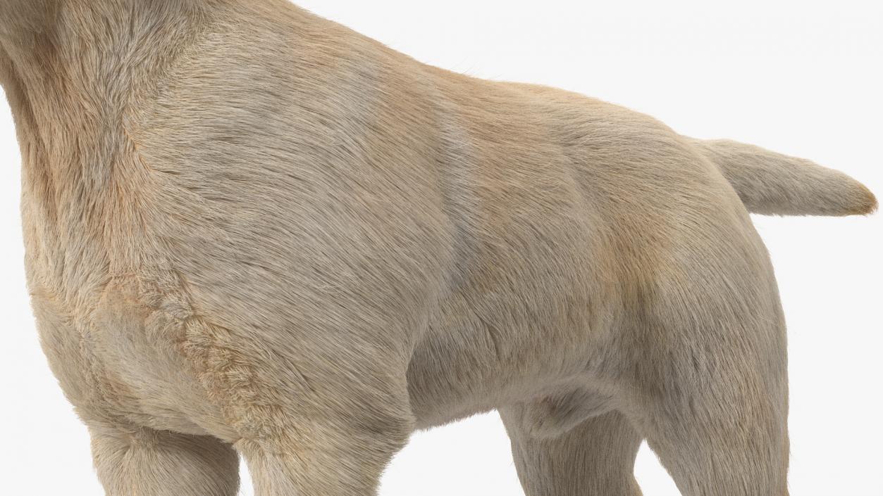 Labrador Dog White Rigged Fur 3D model