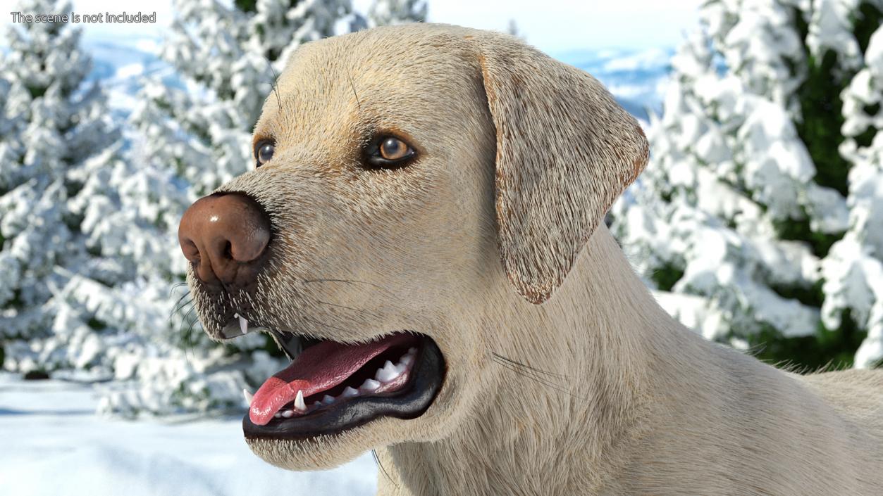 Labrador Dog White Rigged Fur 3D model