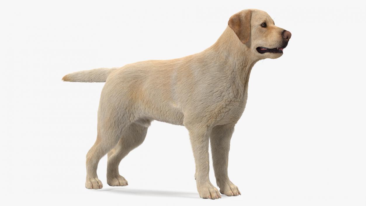 Labrador Dog White Rigged Fur 3D model